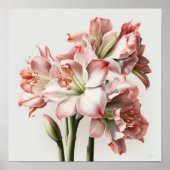 Roze Amaryllis Flower Art Print Poster (Voorkant)