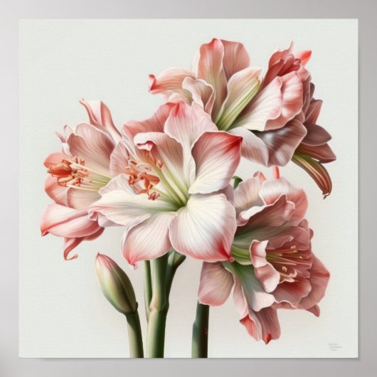 Roze Amaryllis Flower Art Print Poster (Voorkant)