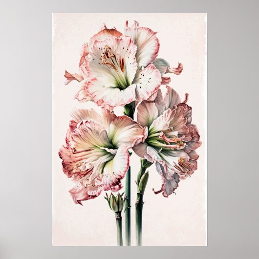 Roze Amaryllis Flower Art Print Poster (Voorkant)