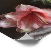 Roze Amaryllis Flowers Art Print Poster (Hoek)