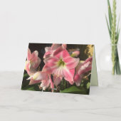 Roze Amaryllis Kaart (Achterkant)