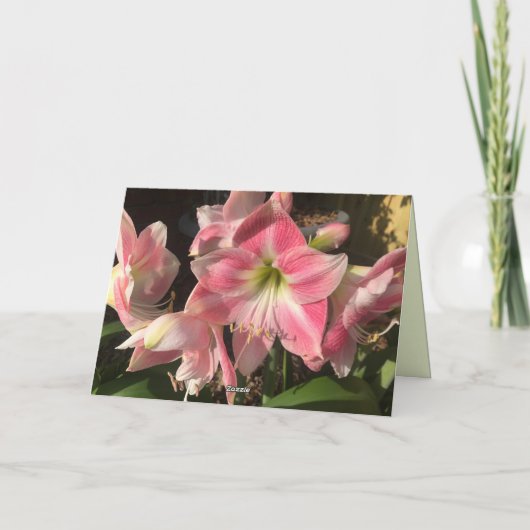 Roze Amaryllis Kaart (Achterkant)