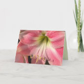 Roze Amaryllis Kaart (Voorkant)
