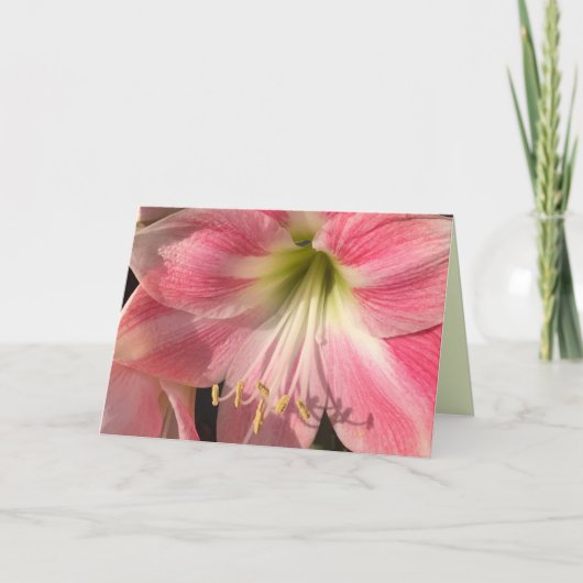 Roze Amaryllis Kaart (Voorkant)
