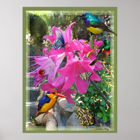 Roze - Amaryllis & Kingfisher Poster (Voorkant)