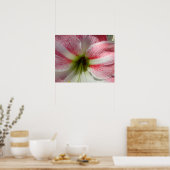 Roze Amaryllis poster om in te kaderen (Keuken)