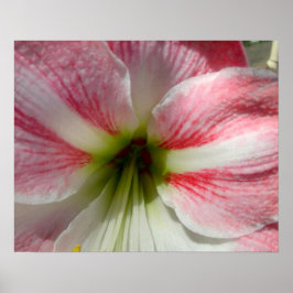 Roze Amaryllis poster om in te kaderen