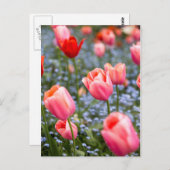 Roze Amsterdamse Springtime Tulpen Briefkaart (Voorkant / Achterkant)
