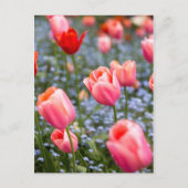Roze Amsterdamse Springtime Tulpen Briefkaart (Voorkant)