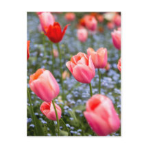 Roze Amsterdamse Springtime Tulpen Briefkaart