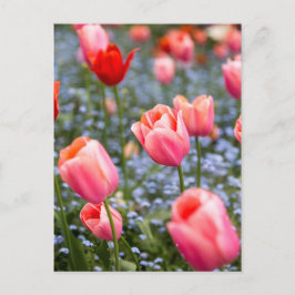 Roze Amsterdamse Springtime Tulpen Briefkaart