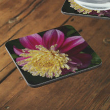 Roze Anemone Dahlia Bloom Bloemen