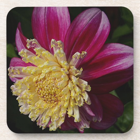 Roze Anemone Dahlia Bloom Bloemen Bier Onderzetter (Voorkant)
