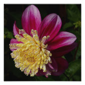 Roze Anemone Dahlia Bloom Bloemen Foto Afdruk (Voorkant)