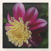 Roze Anemone Dahlia Bloom Bloemen Glazen Onderzetter (Voorkant)