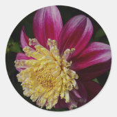 Roze Anemone Dahlia Bloom Bloemen Ronde Sticker (Voorkant)