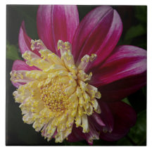 Roze Anemone Dahlia Bloom Bloemen
