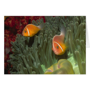 Roze anemonefish in Magnificant Zee Anemone