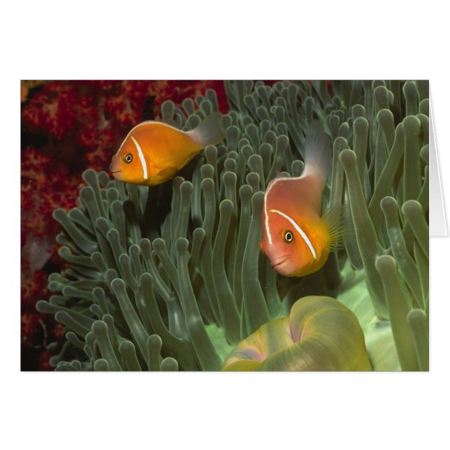 Roze anemonefish in Magnificant Zee Anemone (Voorkant Horizontaal)