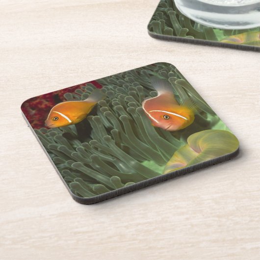 Roze anemonefish in Magnificant Zee Anemone Bier Onderzetter (Linkerzijde)