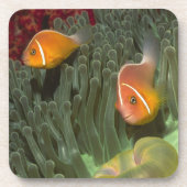 Roze anemonefish in Magnificant Zee Anemone Bier Onderzetter (Voorkant)