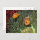 Roze anemonefish in Magnificant Zee Anemone Briefkaart (Voorkant / Achterkant)