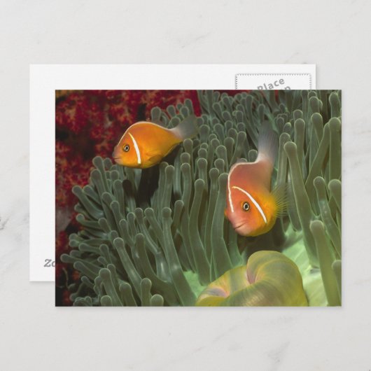 Roze anemonefish in Magnificant Zee Anemone Briefkaart (Voorkant / Achterkant)