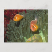 Roze anemonefish in Magnificant Zee Anemone Briefkaart (Voorkant)