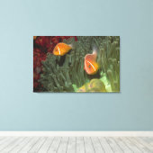 Roze anemonefish in Magnificant Zee Anemone Canvas Afdruk (Insitu (Houten vloer))