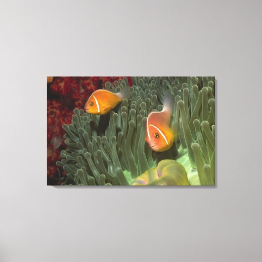 Roze anemonefish in Magnificant Zee Anemone Canvas Afdruk (Voorkant)