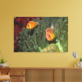 Roze anemonefish in Magnificant Zee Anemone Canvas Afdruk (Insitu (Woonkamer))