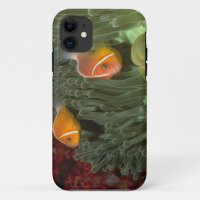 Roze anemonefish in Magnificant Zee Anemone