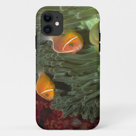 Roze anemonefish in Magnificant Zee Anemone Case-Mate iPhone Case (Achterkant)