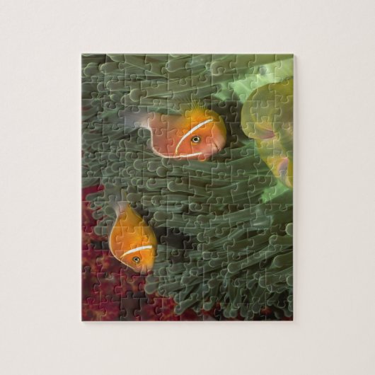 Roze anemonefish in Magnificant Zee Anemone Legpuzzel (Verticaal)