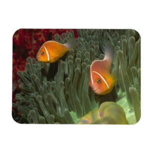 Roze anemonefish in Magnificant Zee Anemone Magneet