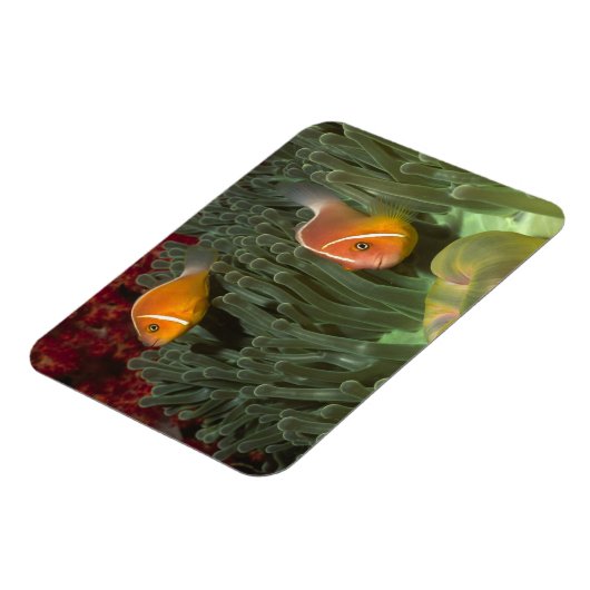 Roze anemonefish in Magnificant Zee Anemone Magneet (Linkerzijde)