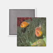 Roze anemonefish in Magnificant Zee Anemone Magneet (Voorkant / Achterkant)