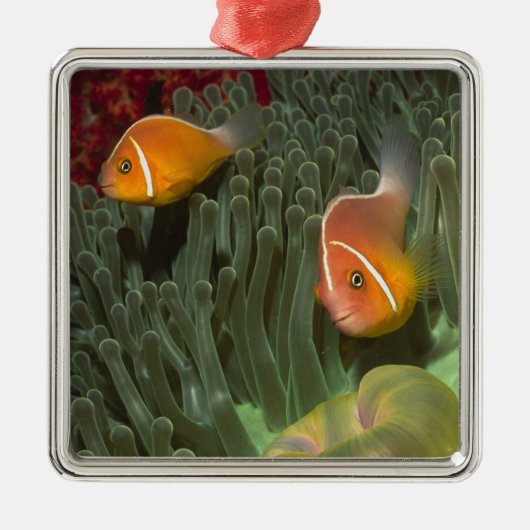 Roze anemonefish in Magnificant Zee Anemone Metalen Ornament (Voorkant)