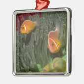 Roze anemonefish in Magnificant Zee Anemone Metalen Ornament (Links)