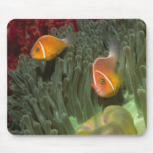 Roze anemonefish in Magnificant Zee Anemone Muismat (Voorkant)