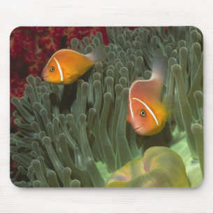 Roze anemonefish in Magnificant Zee Anemone Muismat