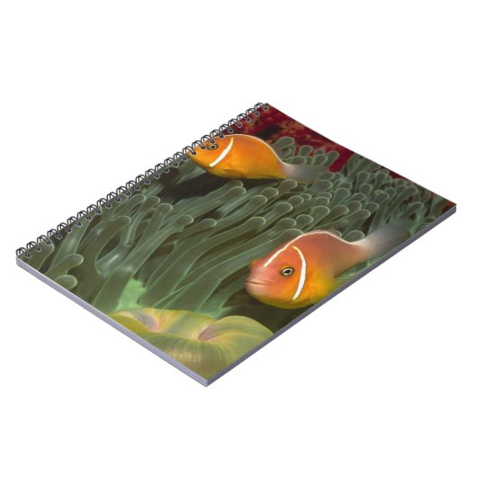 Roze anemonefish in Magnificant Zee Anemone Notitieboek (Linkerzijde)