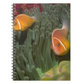 Roze anemonefish in Magnificant Zee Anemone Notitieboek (Voorkant)