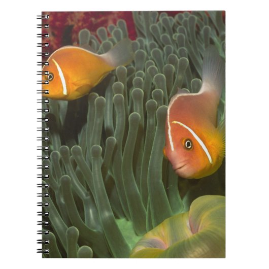 Roze anemonefish in Magnificant Zee Anemone Notitieboek (Voorkant)