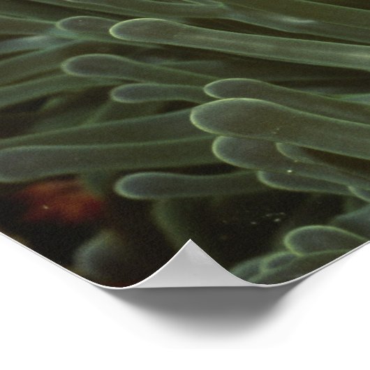 Roze anemonefish in Magnificant Zee Anemone Poster (Hoek)