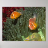 Roze anemonefish in Magnificant Zee Anemone Poster (Voorkant)