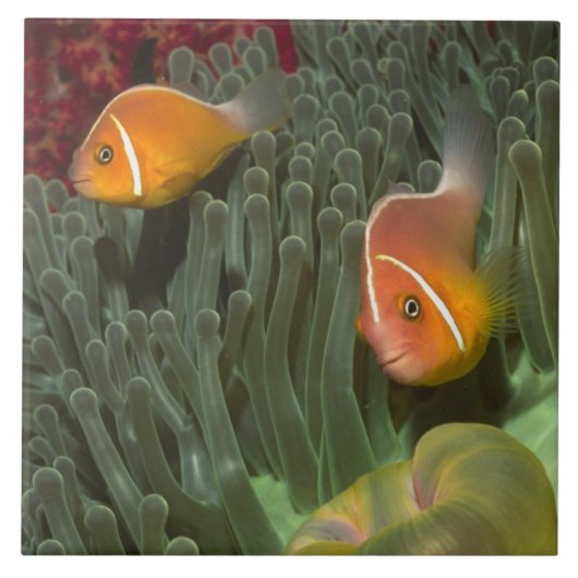 Roze anemonefish in Magnificant Zee Anemone Tegeltje (Voorkant)