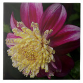 Roze Anemoon Dahlia Bloem Bloemstuk Tegeltje (Voorkant)