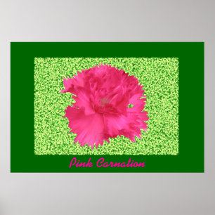 Roze anjer afdrukken poster