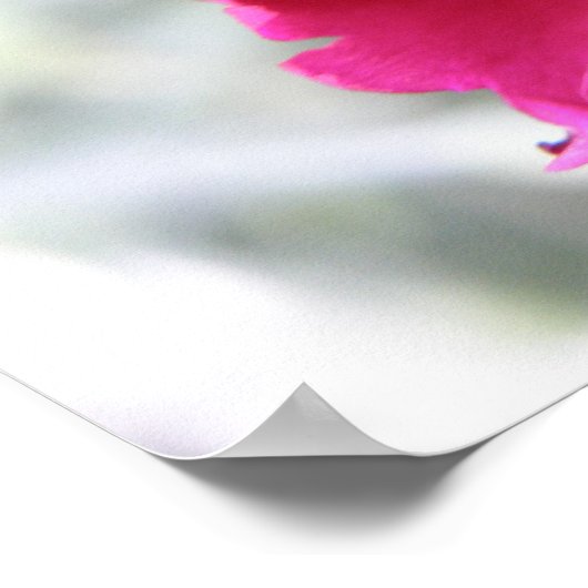 Roze anjer afdrukken poster (Hoek)